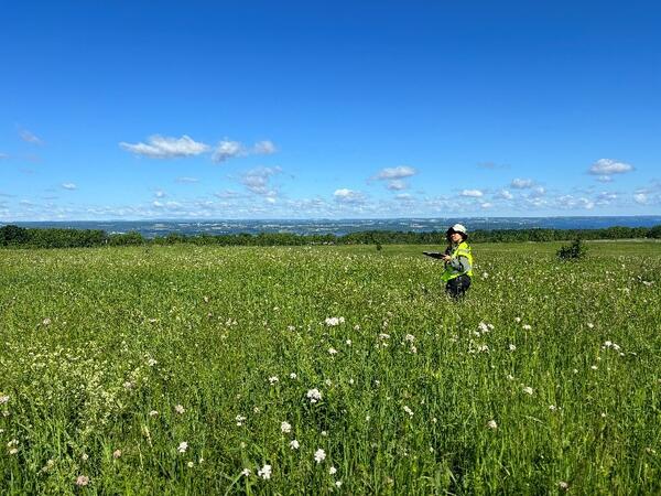 Graduate student is studying grassland birds at solar energy sites in the Northeast