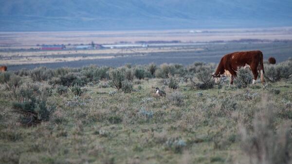sage grouse and cow