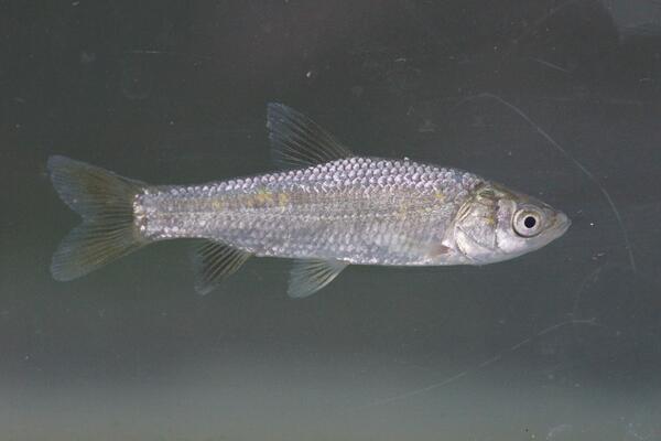 Juvenile black carp