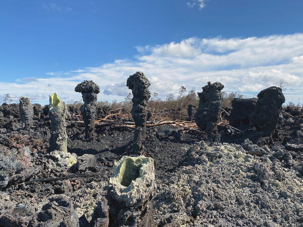 Color photo of lava trees