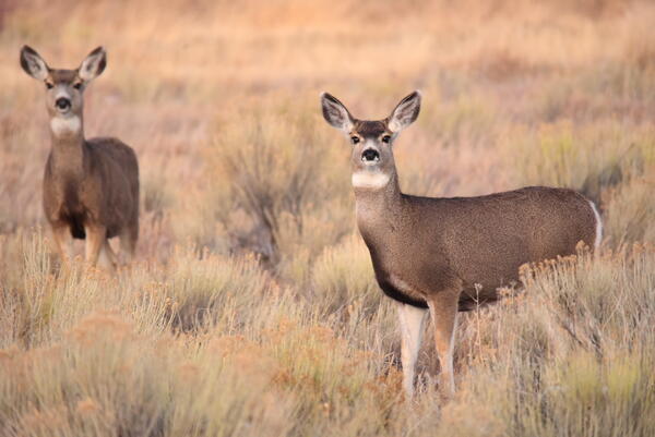 two mule deer does standing in brown grasses and shrubs, looking at camera