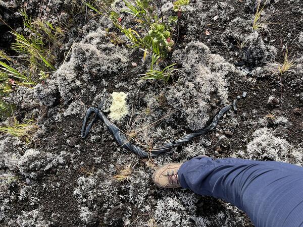 Color photograph of boot next to volcanic spatter