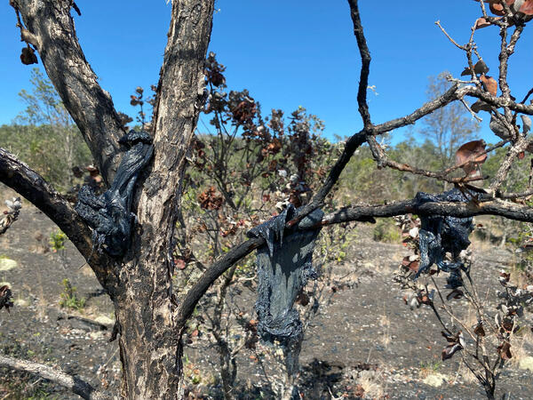 Color photograph of lava draped on tree