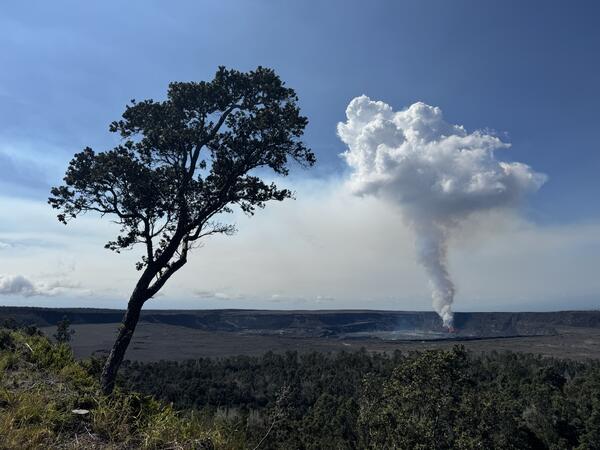 Color photograph of eruption plume and tree