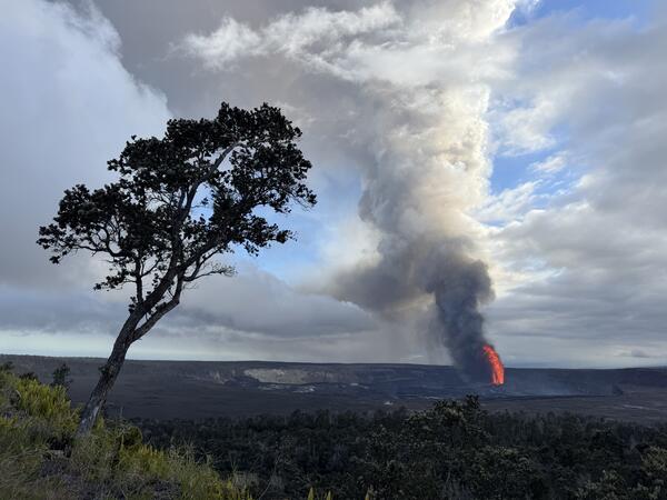 Color photograph of lava fountain within caldera framed by a tree