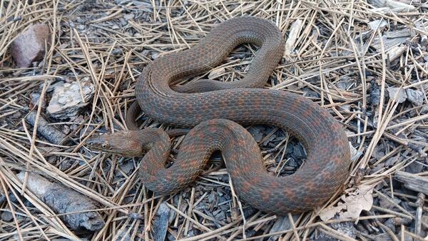 A federally threatened narrow-headed gartersnake from central Arizona captured and marked by the Arizona Cooperative Fish and Wildlife Research Unit as part of an ongoing monitoring project for this species.