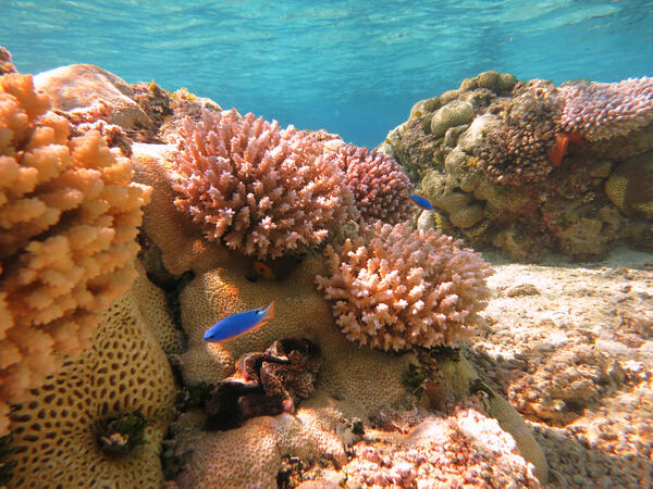 Little blue fish swimming in front of pink coral