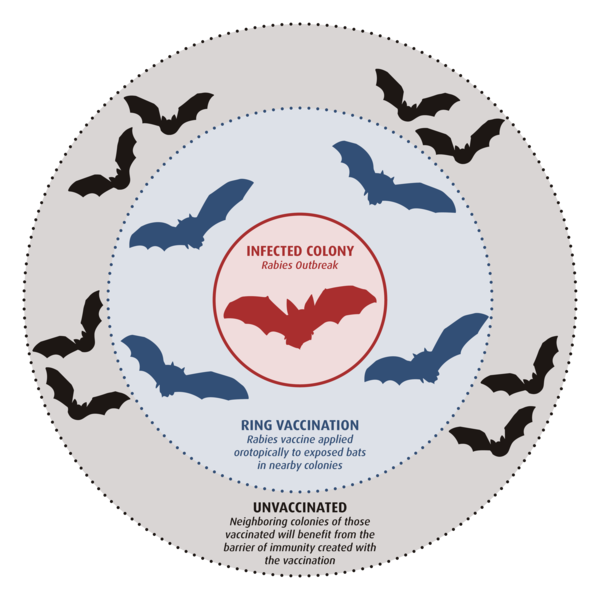 Three nested circles representing infected, vaccinated, and protected bat colonies. 