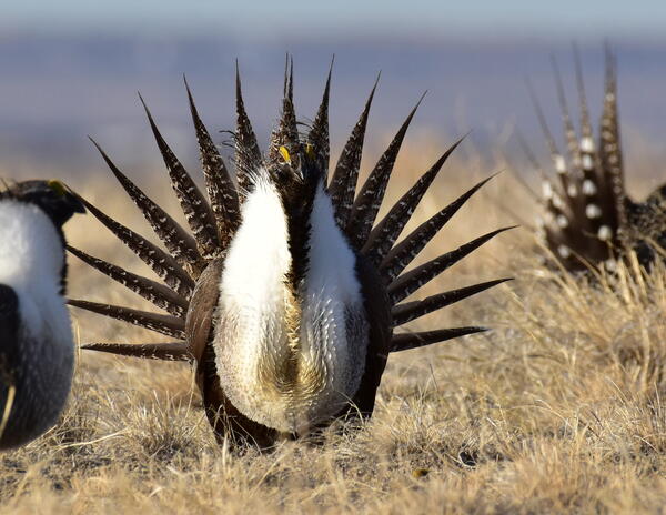 a large bird with white chest and brown pointed feathers stands near other birds in dried grasses