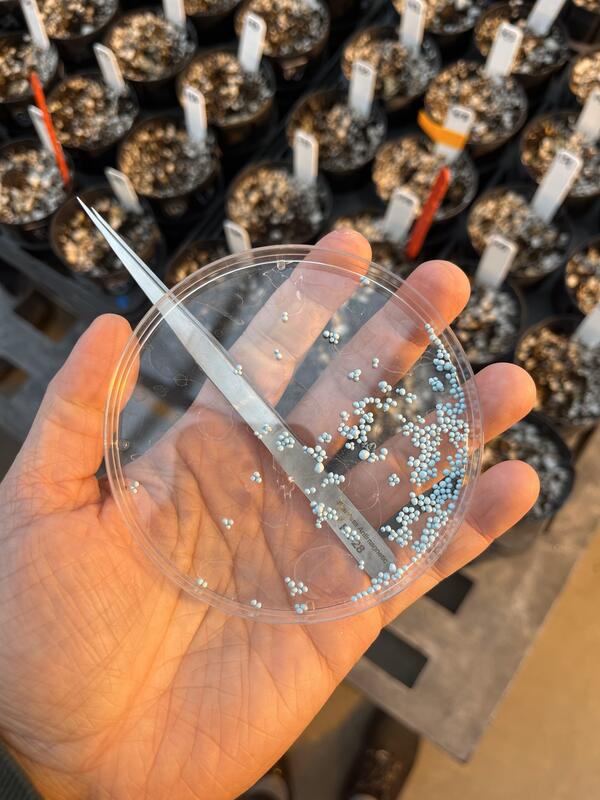 Small seeds coated with a blue seed coat in a petri dish above greenhouse pots