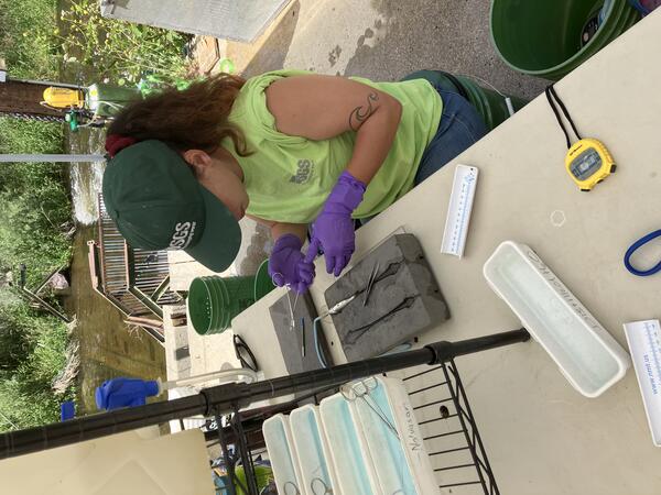 Woman wearing USGS T-shirt and hat and purple gloves tagging a fish for monitoring