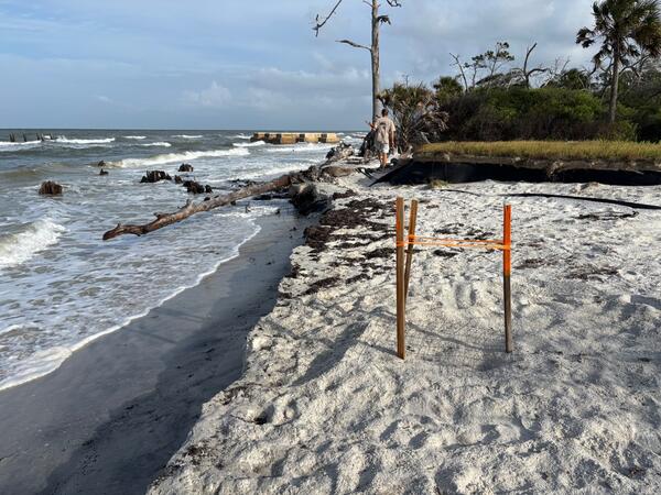 A person walks along the beach with a sea turtle nest marked in the forefront and trees and infrastructure in the background