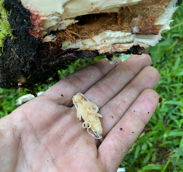 A light tan, alien looking Queensland longhorn beetle pupa extracted from a kukui tree rests in the palm of USGS scientist.