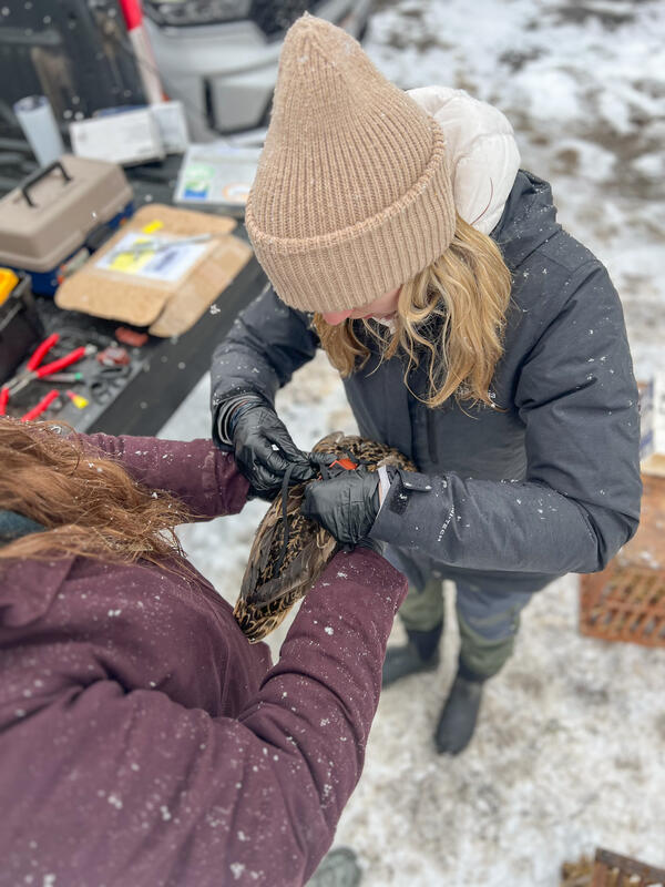A woman holds a mallard, while another attaches a transmitter to the bird's back using a harness