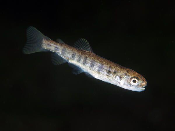 Chinook Salmon Fry with black spots on brown and gray body