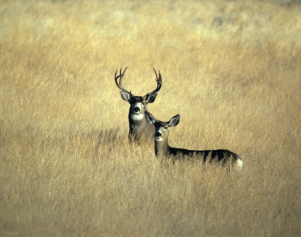 image of male and female mule deer in an open meadow.