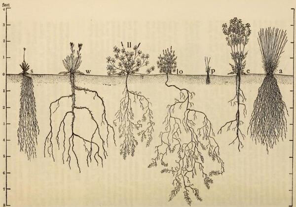 Weaver 1919 schematic of prairie plant root system from Patterns from the World Underneath: The Ecological Relations of Roots
