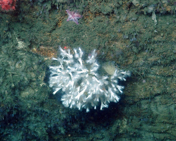 Underwater photo of a coral in deep ocean.