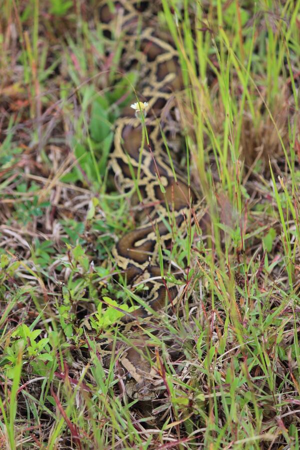 Slithering Burmese Python