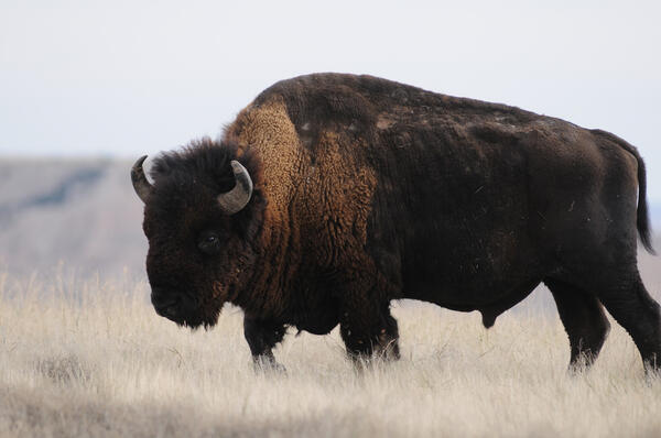 Bison in Badlands National Park