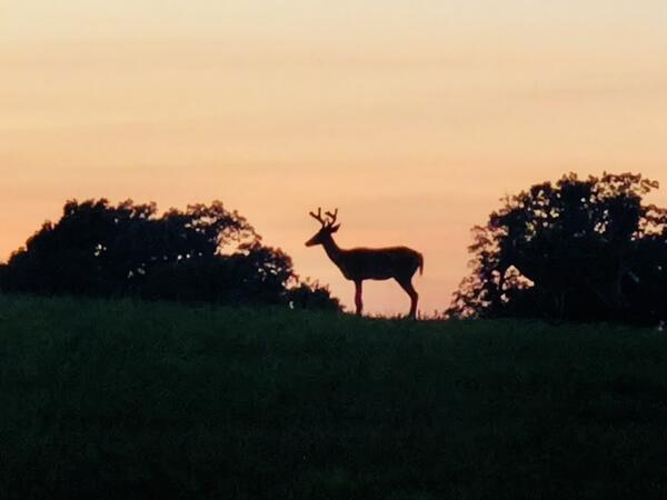 Chronic wasting disease