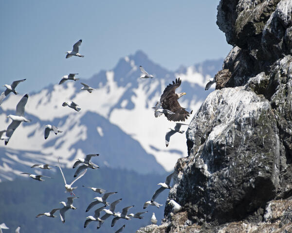 A Bald Eagle disturbs Black-legged Kittiwakes nesting on Gull Island, Alaska
