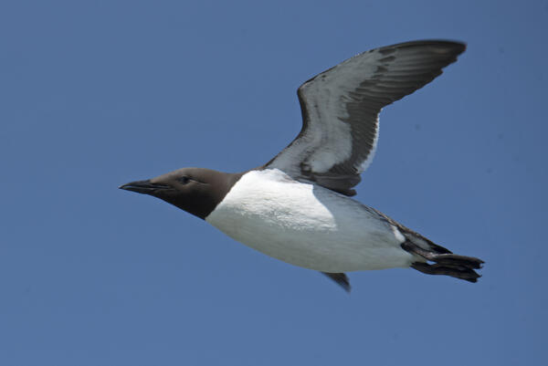 Common Murre flying