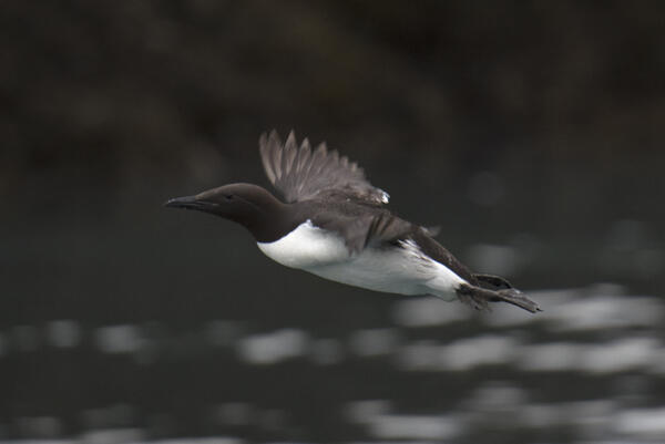Skinny Common Murre flying with keel protruding. Lower Cook Inlet, Alaska