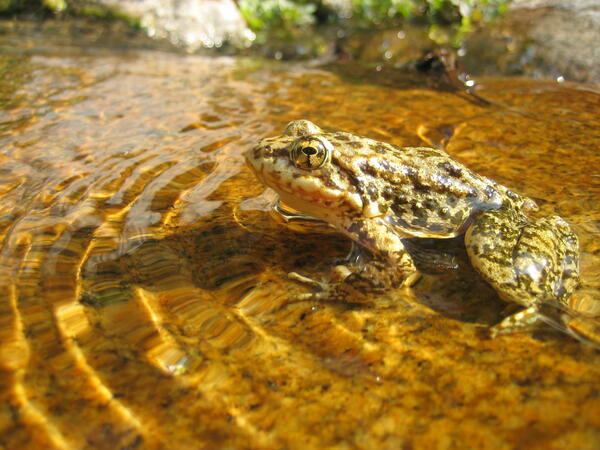 Mountain yellow-legged frog