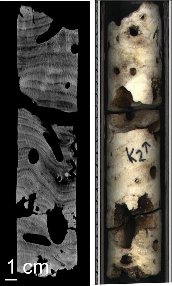 Computed tomography scan and photograph of a coral core section, side-by-side.