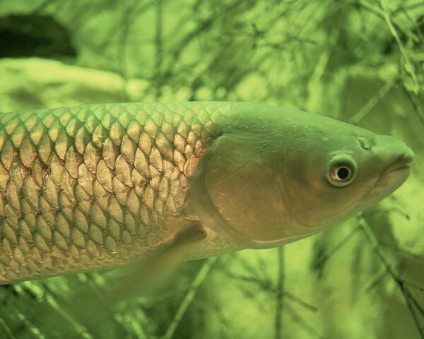 Image of a grass carp