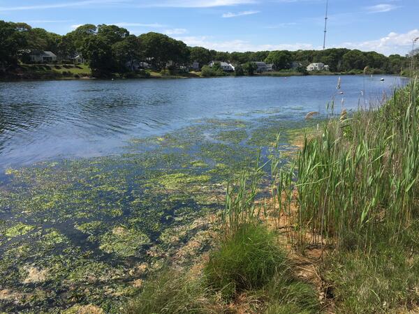 View of the eastern shore of Little Pond, East Falmouth, MA