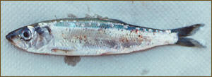 Wild Pacific herring from Puget Sound demonstrating external signs of Ichthyophonus disease