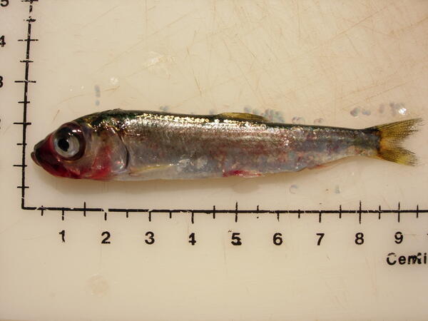 Juvenile herring with classic signs of VHS