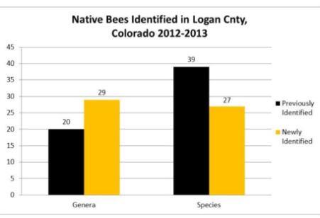 Number of native bee genera and species identified in Logan County, Colorado.