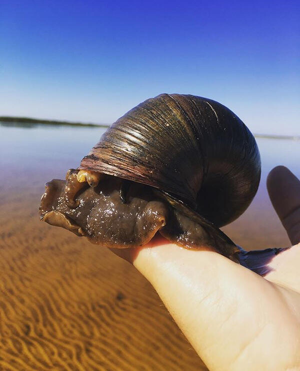 An image of a Giant Applesnail