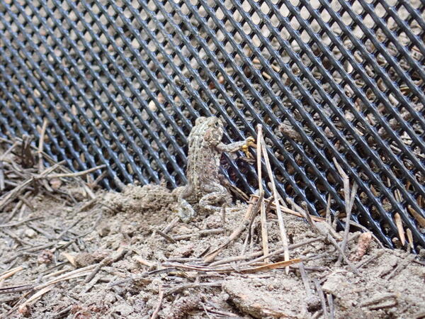 A Yosemite toad looks through a mesh fence, holding itself up on its back legs