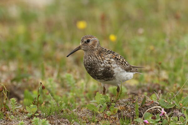  Female Pribilof rock sandpiper on breeding grounds, St. Matthew Island in the Bering Sea, Alaska