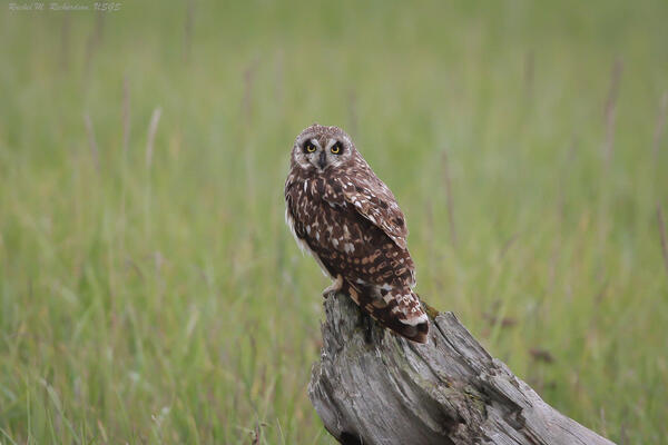 An owl perched on an old log