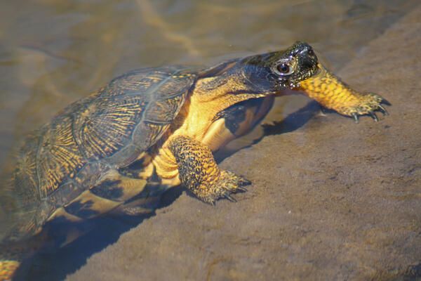 Picture of a wood turtle