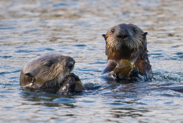 A sea otter female and large pup, counted during the range-wide survey, feed on kelp crabs.