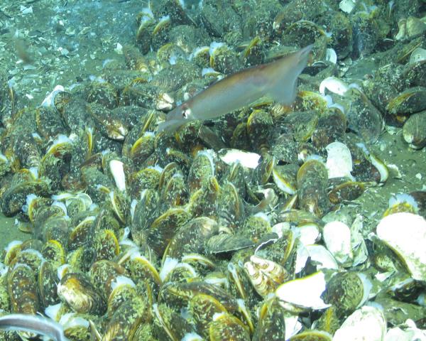 squid jets over a bed of chemosynthetic mussels living on a cold seep