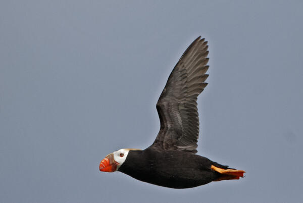 Tufted Puffin looking for fish near it's burrow area in the Aleutian Islands