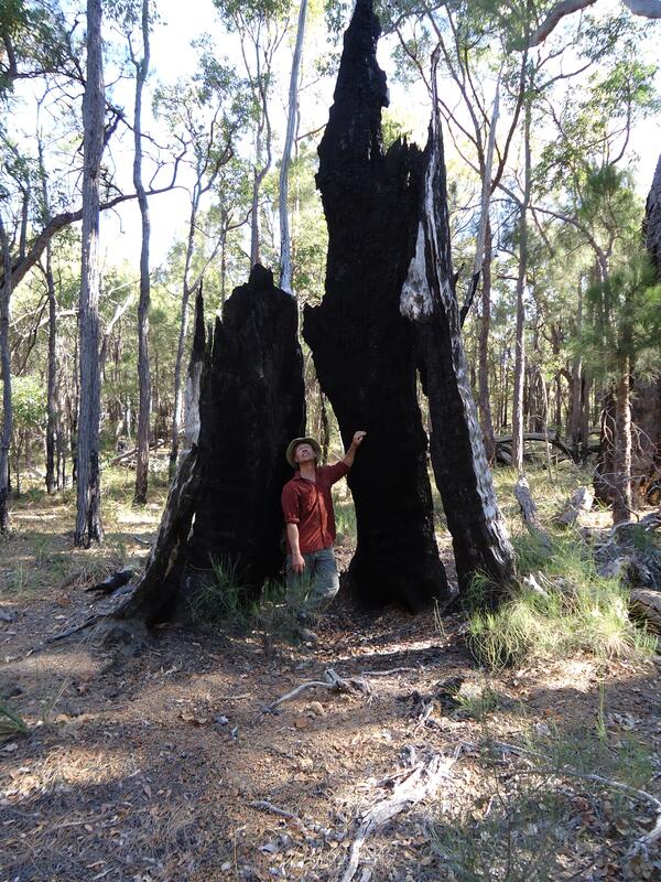 Dr. Craig Allen standing in a burned out tree in the Jemez mountains. 