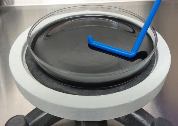 A disposable, sterile L-spreader, or "hockey stick," is used to plate a tapwater sample on selective media for Legionella