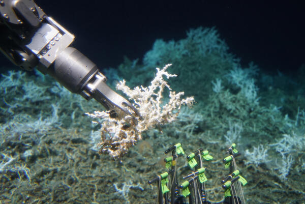 Lophelia pertusa sampling