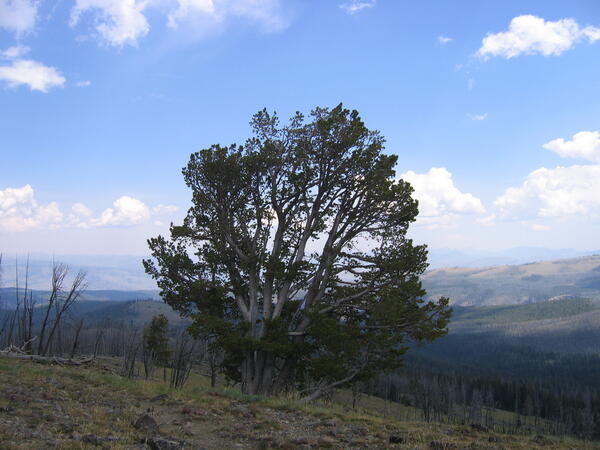Whitebark pine tree 