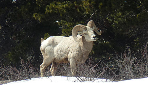 Bighorn sheep standing in snow with trees behind it.