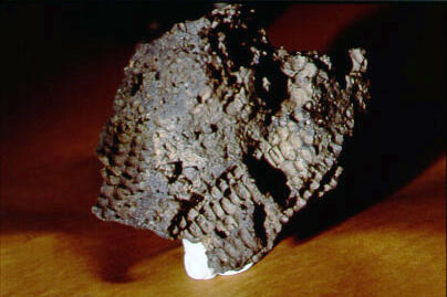 900 year old Corn impressions in lava