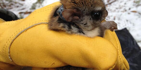 Image: Carolina Northern Flying Squirrel